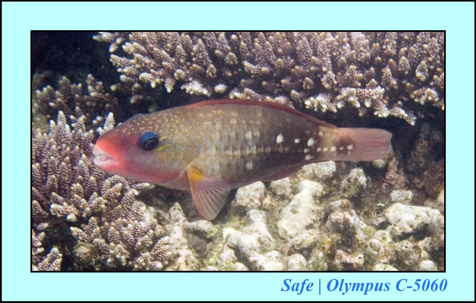 2006 - 07 - Tioman - Plongee Paya beach 29